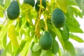 Avocado fruits grow on a tree at avocado farm