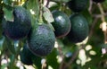 Avocado fruits growing on avocado tree Royalty Free Stock Photo