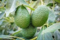 Avocado fruits hanging on branch of tree