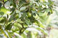 Avocado fruits, small avocados growing on tree in Tropes, Rarotonga, Cook Islands Royalty Free Stock Photo