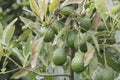 Avocado fruits on the tree ready for harvest. Hass avocado Royalty Free Stock Photo