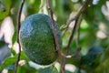 Avocado fruits growing on avocado tree Royalty Free Stock Photo