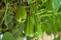 Avocado growing on a branch, Bunch of fresh avocados ripening on an avocado tree branch in sunny garden Royalty Free Stock Photo