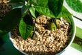 Avocado. Growing plants. Grow avocado from seed.