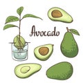 Avocado, half of avocado, avocado seed, a seedling of avocado on a laboratory flask isollated on white background.