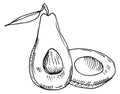 Avocado half cutted sketch. Healthy fruit engraving