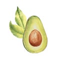 Avocado half fruit with leaves. Hand drawn botanical watercolor illustration on white background. Royalty Free Stock Photo