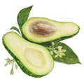 Avocado halfs watercolor hand drawn realistic illustration. Green and fresh art of salad, sauce, guacamole, smoothie