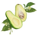 Avocado halfs watercolor hand drawn realistic illustration. Green and fresh art of salad, sauce, guacamole, smoothie