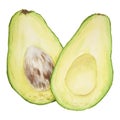 Avocado halfs watercolor hand drawn realistic illustration. Green and fresh art of salad, sauce, guacamole, smoothie