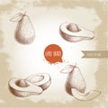 Avocado hand drawn set. sketch style vector illustration of exotic eco ripe fruits.