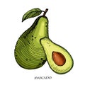 Avocado hand drawn vector illustration.Detailed engraving style sketch.Tropical summer fruit, isolated on the white