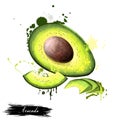 Avocado painting. Persea americana. Digital art