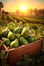 Avocado harvested in a wooden box in a field with sunset.