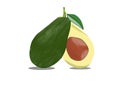 Avocado illustration for clip art