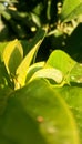 avocado leaf buds