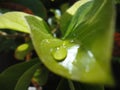 Avocado leaf after a dew