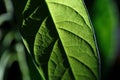 Avocado leaf. Green veined leaves with contrasting shade in bright light.