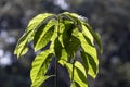 Avocado leaf plant in young plant photographed in backlight Royalty Free Stock Photo