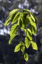 Avocado leaf plant in young plant photographed in backlight Royalty Free Stock Photo