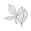 Avocado leaf vector illustration. Branch of avocado tree with leaves. Black outline graphic drawing. Tropical foliage