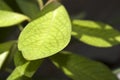 Avocado leaves