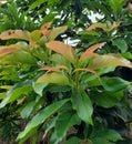 Avocado Leaves from kalipucang