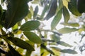 Avocado leaves in the tree