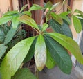 Avocado leaves in the house