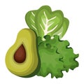 avocado and letuce fresh Royalty Free Stock Photo