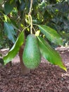 Avocado mature fruit Royalty Free Stock Photo