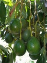 Avocado mature fruits grow on the tree branches Royalty Free Stock Photo