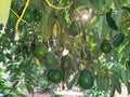 Avocado mature fruits grow on the tree branches Royalty Free Stock Photo