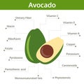 Avocado nutrient of facts and health benefits, info graphic