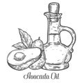 Avocado oil bottle, fruit, leaf, plant. Hand drawn engraved vector sketch etch illustration. Ingredient for hair and body care Royalty Free Stock Photo