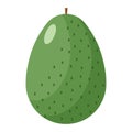 avocado organic fruit cartoon style isolated on white background vector illustration Royalty Free Stock Photo