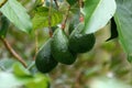 Avocado palta guacamole fruit on tree Royalty Free Stock Photo