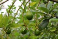 Avocado palta guacamole fruit on tree Royalty Free Stock Photo