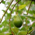 Avocado palta guacamole fruit on tree Royalty Free Stock Photo