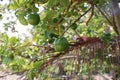 Avocado or avocado pear, a large berry with single large seed