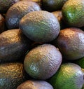 The avocado Persea americana