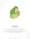 Avocado - Persea americana illustration wall decor ideas