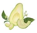 Avocado halves and pieces watercolor hand drawn realistic illustration. Green and fresh art of salad, sauce, guacamole