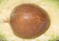 Avocado pip Abstract background Royalty Free Stock Photo