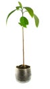 Avocado plant /isolated/ - houseplant