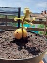 Avocado plant from seed like blossom