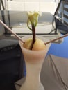 Avocado plant from seed like blossom