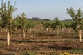 Avocado plantation