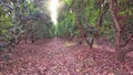 Avocado plantation Royalty Free Stock Photo