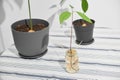Avocado Roots in Pots with Sprout in Jar Royalty Free Stock Photo